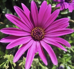 Dimorphotheca