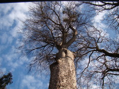 Pyrus communis caucasica