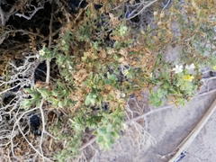 Heliotropium arbainense