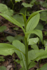 Saussurea neoserrata