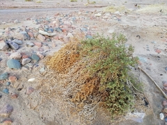 Heliotropium arbainense