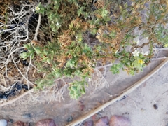 Heliotropium arbainense