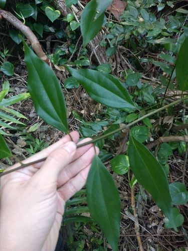 Cinnamomum burmanni