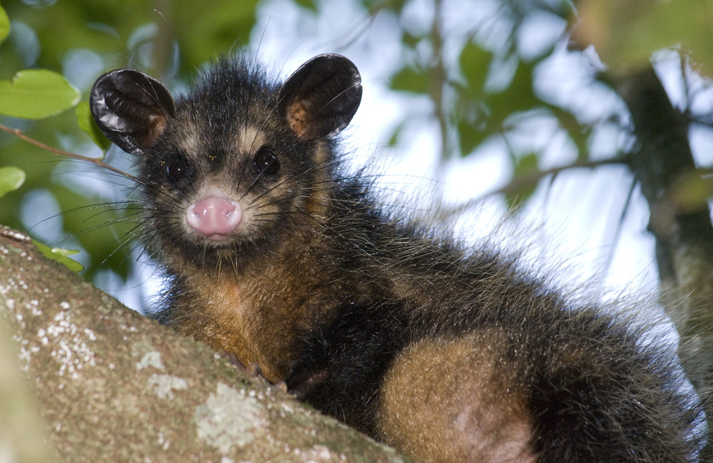 Brazilian Common Opossum