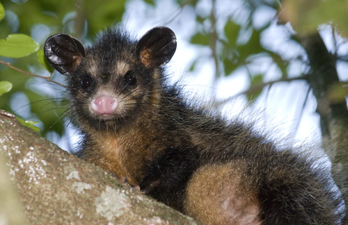 Big-eared Opossum