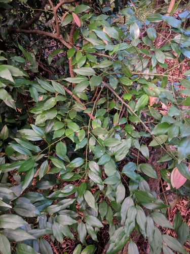 Cinnamomum burmanni