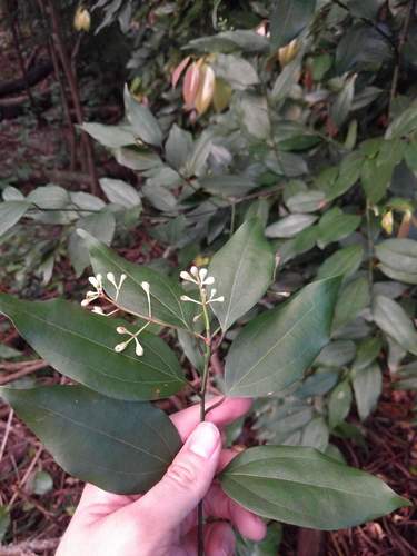 Cinnamomum burmanni