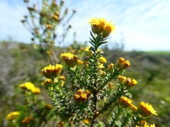 Oedera genistifolia