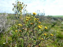 Oedera genistifolia