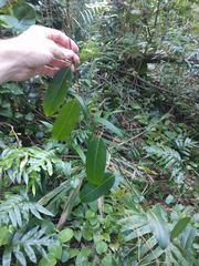 Passiflora laurifolia