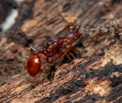 Orectognathus antennatus