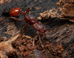 Orectognathus antennatus