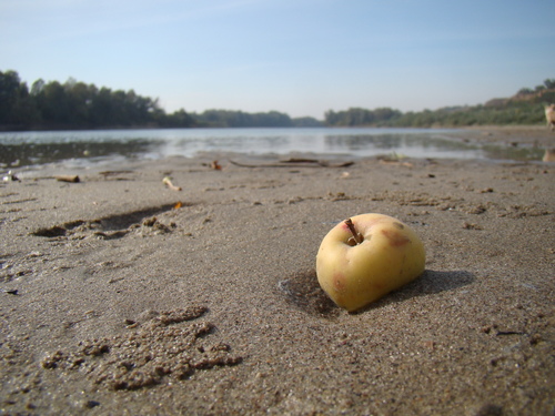 Image of Malus orientalis by (c) Юрий Данилевский (Yuriy Danilevsky), some rights reserved (CC BY)