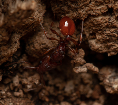 Orectognathus antennatus