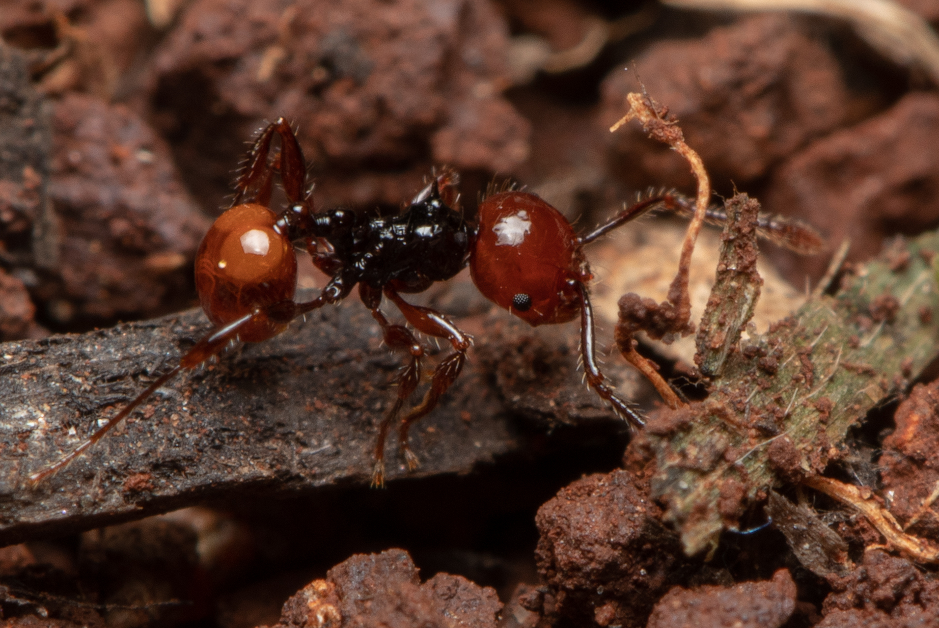 Pristomyrmex quadridentatus