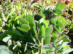 Othonninae