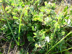 Othonninae