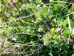 Othonninae