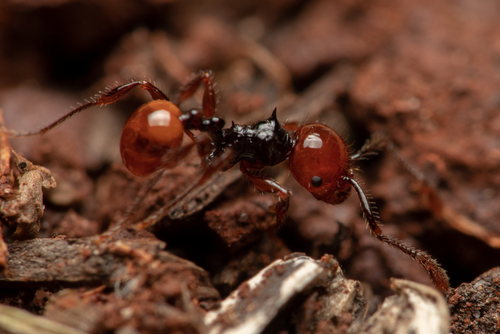 Pristomyrmex quadridentatus