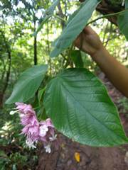Clerodendrum macrostegium