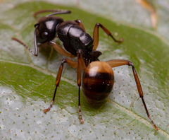 Polyrhachis flavibasis