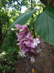 Clerodendrum macrostegium