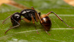 Polyrhachis flavibasis