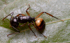 Polyrhachis flavibasis