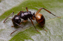 Polyrhachis flavibasis