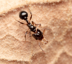 Orectognathus phyllobates