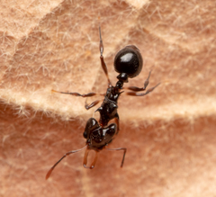 Orectognathus phyllobates