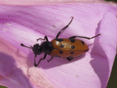 Actenodia billbergi