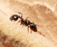 Orectognathus phyllobates