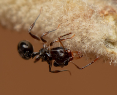 Orectognathus phyllobates