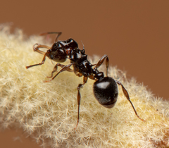 Orectognathus phyllobates