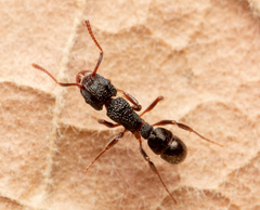 Rhytidoponera victoriae