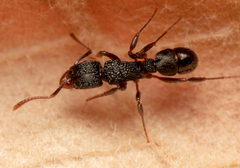 Rhytidoponera victoriae