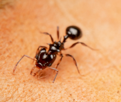 Orectognathus phyllobates