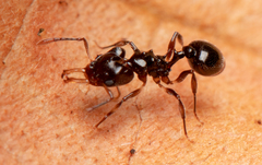 Orectognathus phyllobates