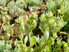 Troglophyton parvulum