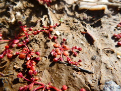 Crassula dodii