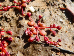 Crassula dodii
