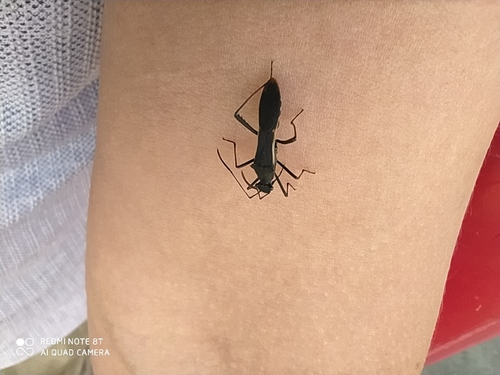 Megalotomus junceus