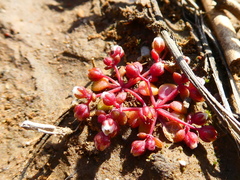Crassula dodii