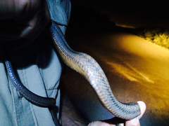 Pantherophis bairdi