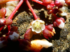 Crassula dodii