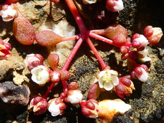 Crassula dodii