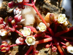 Crassula dodii
