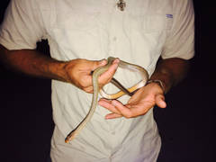 Pantherophis bairdi