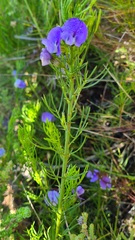 Psoralea laevigata